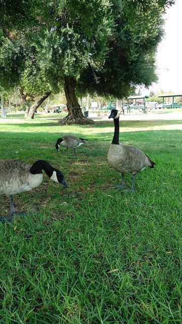 Whittier Narrows Recreation Area